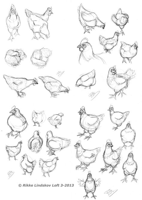 chicken sketch. Chicken Sketches, Chicken Drawing, Chicken Illustration, Chicken Painting, Rooster Art, Chicken Art, Animal Sketches, Learn How To Draw, Bird Drawings