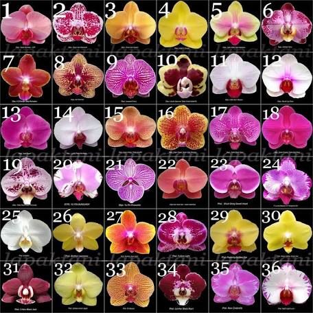 Orchids in Hawaii | Greener on the Inside Orchid Cattleya, Orchids Painting, Orchid Varieties, Types Of Orchids, Cattleya Orchid, Beautiful Orchids, Garden Items, Big Flowers, Orchid Flower