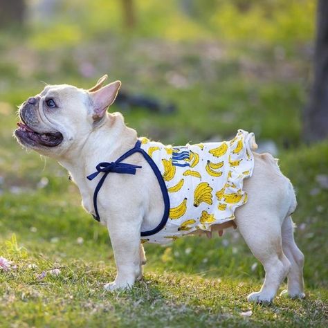 Dress With Suspenders, Cute Bandana, Dog Apron, Bandana Dress, Dog Raincoat, Dog Store, Dog Pajamas, Suspender Skirt, French Bulldog Puppies