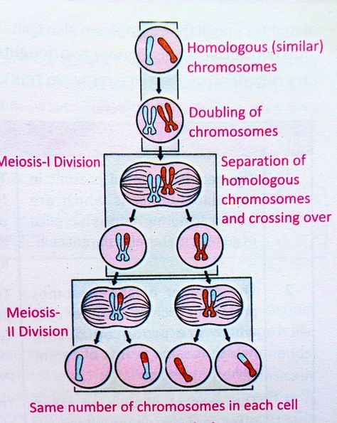 What is meiosis? Cell Division Project, Meiosis Project, Meiosis Stages, Cell Nucleus, Division Chart, Bio Project, Bio Notes, Biology Projects, Study Biology