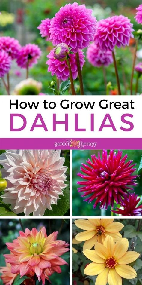 Dahlia Flower Gardens, Dalia Flower Garden, Dahlia Garden Landscaping, Backyard Flower Garden Ideas, Daliah Flower, Delilah Flower, Dalia Flower, Dahlia Flower Garden, Grow Dahlias