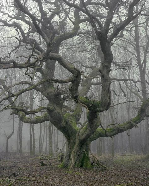 Boom Kunst, Ancient Trees, Foggy Forest, Old Tree, Old Trees, Tree Photography, Unique Trees, Tree Hugger, Nature Tree