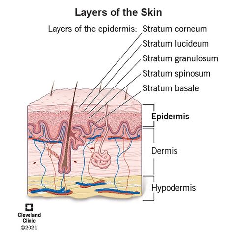 Esthetician State Board Exam, Cocky Quotes, Layers Of The Skin, Langerhans Cell, Esthetician School, Esthetician Business, Medical Aesthetician, Organization Notes, Integumentary System