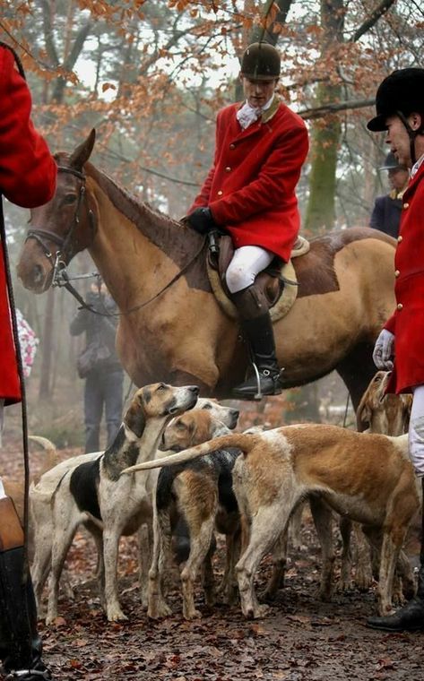 Red Coats, Tally Ho, British Country, King And Country, Fox Hunting, Horses And Dogs, Equestrian Sports, The Fox And The Hound, Equestrian Life