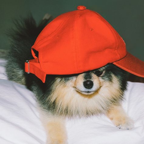 Taehyung icon layover #taehyung #icon #layover #kimtaehyung #V #bts #btsV #btstaehyung #yeontan #kimyeontan #tan Yeontan Pictures, Bts Dogs, Dog Icon, Kim Taehyung Wallpaper, Cartoon Profile Pics, Foto Bts, Bts Pictures, Bts V, Bts Taehyung