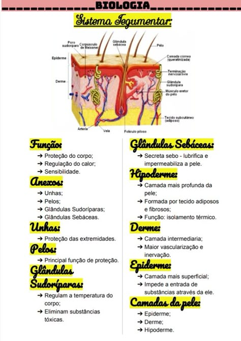 Skin Anatomy, Chemistry Classroom, Medicine Notes, Egypt Tattoo, Med School, Study Notes, Pharmacy, Biology, Chemistry