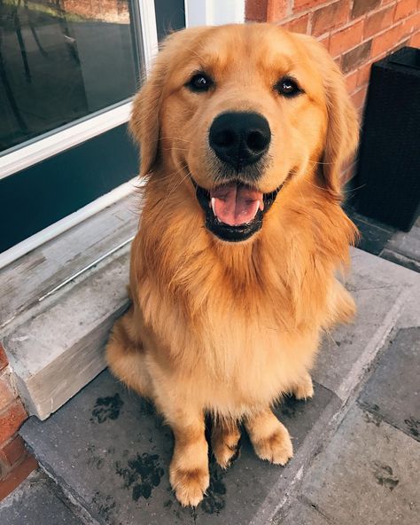 Chien Golden Retriever, Labrador Puppies, Golden Retriever Mix, A Golden Retriever, It's Monday, Golden Retriever Puppy, Retriever Puppy, Dogs Golden Retriever, Retriever Dog