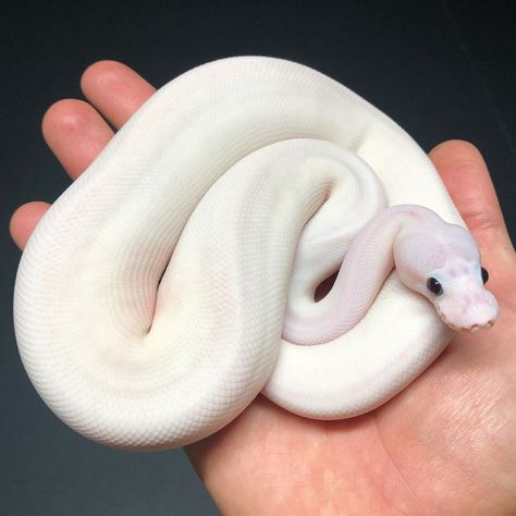 Python Royal, Dream Snake, Snake Enclosure, Python Morphs, Snake Tank, Python Regius, Pretty Snakes, Ball Python Morphs, Ball Pythons