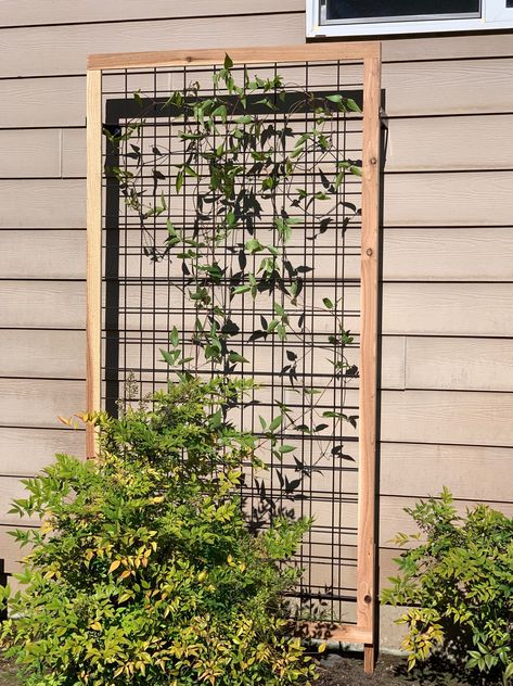 Modern Trellis Diy, Clematis On Trellis, Homemade Trellis, Northern Garden, Garden Trellis Designs, Privacy Trellis, Indoor Plant Trellis, Clematis Trellis, Building A Trellis