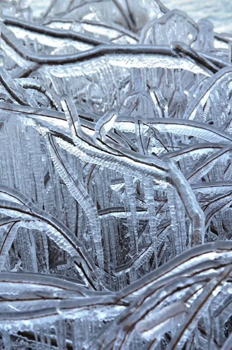 Ice-enrobed branches Icy Weather, Split Rail Fence, Fence Stain, Trendy Photography, Nature Winter, Living Fence, Concrete Fence, Backyard Fence, Front Fence