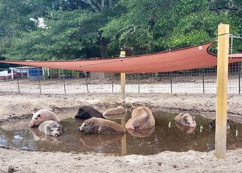 Animal Rescue Sanctuary, Pig Mud Pit, Animal Sanctuary Ideas Farm, Pig Wallow Ideas, Pig Enclosure Outdoor, Pig Houses Outdoor, Kunekune Pig Pen, Potbelly Pig Pen Ideas, Pig Pen Ideas Diy