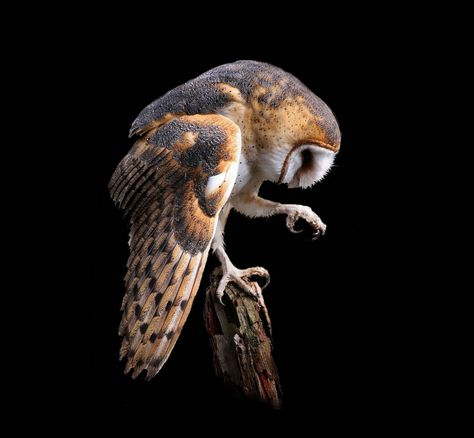 Barn Owl | Photo.net Athena Cabin, Bird Reference, Animal Encounters, Barn Owls, Animal Reference, Owl Photos, Owl Party, Animal Spirit, Owl Pictures