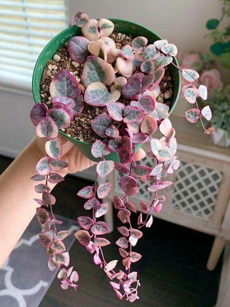 String Of Hearts Plant, String Of Hearts, Plant Goals, نباتات منزلية, Plants Are Friends, Pink Plant, Starter Plants, Plant Aesthetic, House Plants Decor