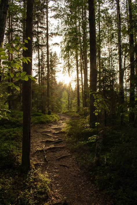 Sweden Forest Aesthetic, Already Gone, Woods Photography, Forest Path, Pretty Landscapes, Nature Aesthetic, Pretty Places, Fantasy Landscape, I Don T Know