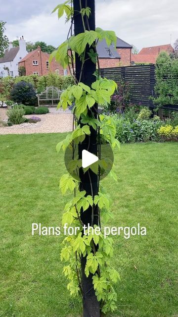 Im_no_gardener on Instagram: "3 of the 5 uprights on the (pergola) have (climbers). (Wisteria) (golden hop) and (clematis Montana). The idea being they cover the top to give (dappled shade)
#pergola #goldenhop #clamatis #clamatismontana #montana #aisa #japanesemaple #beech #climbers #trend #coverage #plants #dappledshade #canopy" Clematis, Clematis Pergola, Shade Pergola, Wisteria Pergola, Climber Plants, Clematis Montana, Clematis Plants, Japanese Maple, Wisteria