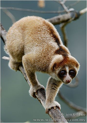 Loris Animal, Bush Baby, Asian Continent, Slow Loris, Tiny Animals, Animal Inspiration, Nocturnal Animals, Exotic Animals, Paws And Claws