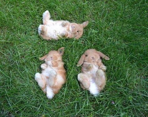 Love Bunnies, Cute Bunnies, Bunny Rabbits, Cute Critters, Baby Bunnies, Sweet Animals, Cute Creatures, Animal Love