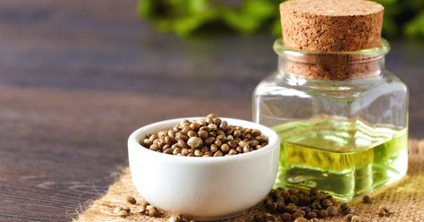 Hemp Oil Benefits, Oils For Dogs, Hemp Seed, Cbd Hemp, Oil Benefits, Hemp Seed Oil, Essential Fatty Acids, Hemp Seeds, Hemp Oil