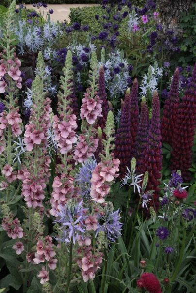 Chelsea Flower Show 2015 – show gardens | Duver Diary Stunning Gardens, Tranquil Retreat, Cottage Garden Plants, Have Inspiration, Flower Gardens, Chelsea Flower, Garden Borders, Chelsea Flower Show, Colorful Garden