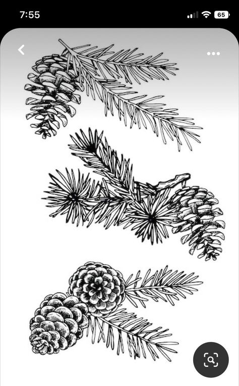 Conifer Tattoo, Felt Burning, Pinecone Tattoo, Pine Cone Drawing, Pine Tattoo, Tree Branch Tattoo, Branch Drawing, Branch Tattoo, Branch Vector