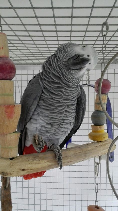 African Grey Parrot Aesthetic, Parrots Funny, Pretty Parrots, Gray Parrot, Parrot Craft, Water Wings, Parrot Tattoo, Pet Birds Parrots, Parrot Drawing