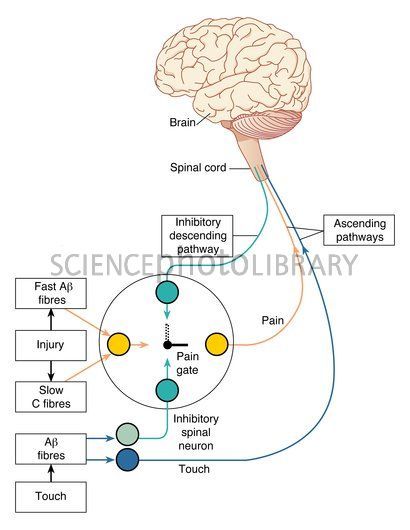 Gate control theory of pain, Caption: Gate control theory of pain. Computer artwork of the neural 'circuit diagram' used to represent the gate control theory of pain. This theory was introduced by Ronald Melzack and Patrick Wall in 1965 in an attempt to explain why rubbing a smack helps to ease the pain sensation. Back Pain Workout, Lower Back Pain Stretches, Control Theory, Back Stretches For Pain, Nursing School Studying, Upper Back Pain, Medical School Studying, Nursing School Tips, Fast Abs