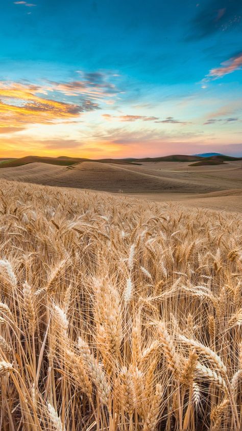 4K Field Wallpapers - Top Free 4K Field Backgrounds - WallpaperAccess Ipad Air Wallpaper, Field Wallpaper, Handy Wallpaper, Best Nature Wallpapers, Background Hd Wallpaper, Wheat Field, Best Background Images, Samsung Wallpaper, Beautiful Places In The World