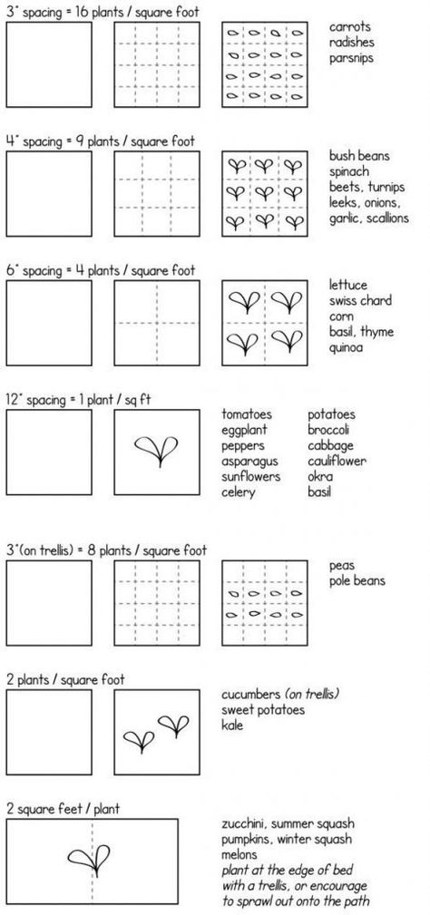 How To Map Out A Vegetable Garden For Newbies | | Black Girls With Gardens Square Foot Gardening, Garden Spacing, Plantarea Legumelor, Square Foot Garden, Vegetable Garden Beds, Funny Vine, Garden Layout Vegetable, Urban Farm, Small Backyard Gardens