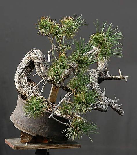 Walter Pall Bonsai Adventures: European black pine #5 Black Pine Bonsai, Japanese Black Pine, Pine Bonsai, Bonsai Ideas, Black Pine, Ponderosa Pine, Potted Trees, Old Images, Bonsai Tree