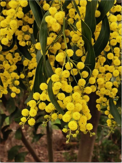 Yellow Australian Native Flowers, Wattle Flower, Wattle Tree, Bee Cafe, Tree In A Pot, Bespoke Decor, Australian Nature, Beautiful Australia, Tiny Tree