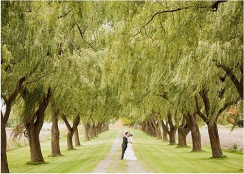 love. standing in the driveway. long row of trees. Willow Tree Driveway, Property Landscaping, Drive Ways, French Transitional, Venue Design, Trees Beautiful, Tree Lined Driveway, Dark Trim, Willow Trees