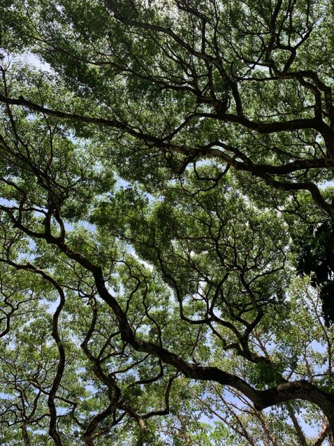 beautiful trees, tree, green, from below, tree roots, leaves, blue, green, tree aesthetic Upward View Of Trees, Trees Looking Up, Green Growth Aesthetic, Books Nature Aesthetic, Pretty Trees Aesthetic, Looking Up Into Trees, Tree Branches Aesthetic, Nature Aesthetic Trees, Ash Tree Aesthetic