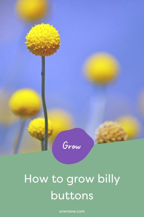 Permaculture, Billy Buttons Garden, Billy Balls Flowers, Billy Button Flowers, Nz Plants, Part Shade Flowers, Victory Gardens, Native Gardens, Hanging Craft Ideas