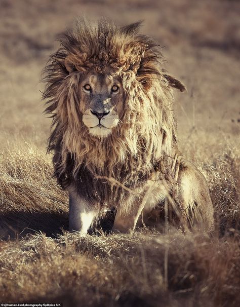 Lion Kingdom, African Buffalo, Sand Cat, Serval Cats, Lion Photography, African Wild Dog, Male Lion, Lion Images, Lion Mane