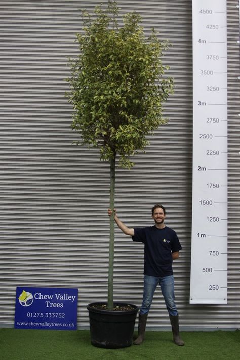 Variegated Chinese Privet - Ligustrum lucidum Excelsum superbum - Chew Valley Trees Privet Tree, Chinese Privet, Street Trees, Cut Flower Garden, Side Garden, Tree Shop, Ornamental Trees, Evergreen Trees, White Gardens