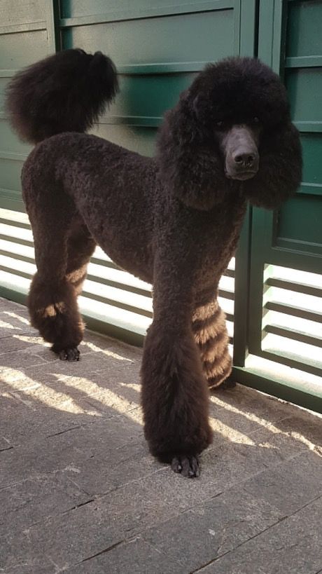 Standard Poodle Haircut Styles Puppy, Female Standard Poodle Haircuts, Standard Poodle Sporting Clip, Black Poodles Standard, Black Poodle Standard, Standard Black Poodle, Black Standard Poodle Aesthetic, Cool Poodle Haircuts, Poodle Cuts Standard