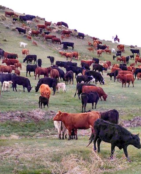 Ranching Life, Miniature Cows, Colorado Ranch, Cattle Farm, Cattle Drive, Ranch Farm, Cow Pictures, Beef Cattle