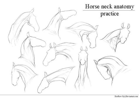 Horse Drawing Tutorial, Neck Anatomy, Horse Art Drawing, Anatomy Practice, Horse Sketch, Horse Anatomy, Animal Drawings Sketches, Horse Drawing, Horse Drawings