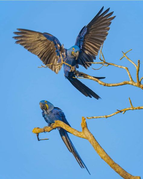 Macaw Flying, Hyacinth Macaw, Bird Breeds, Blue Macaw, Endangered Species, School Art, In The Wild, The Wild, Painting Ideas