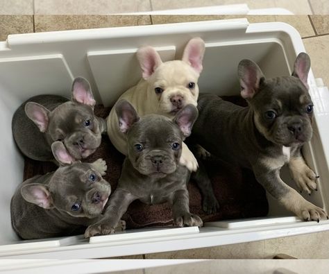 French Bulldog For Sale, Puppy Litter, Litter Of Puppies, Bulldog Puppies For Sale, Dalmatian Puppy, English Bulldog Puppies, Cute French Bulldog, French Bulldog Puppy, French Bulldog Puppies