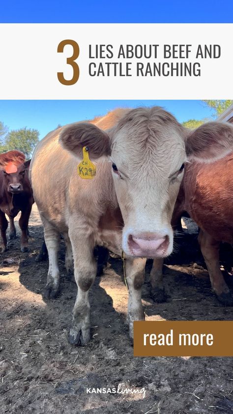 Ever question why ranchers do what they do at the ranch? 🤔 We debunk 3 common falsehoods about beef and cattle ranching in this post! Click to join us in this enlightening journey. 📝😉 Lean Diet, Cattle Ranch, Rural Women, Carbon Sequestration, Pennsylvania State University, The Enneagram, Cattle Ranching, My Type, Daylight Savings Time