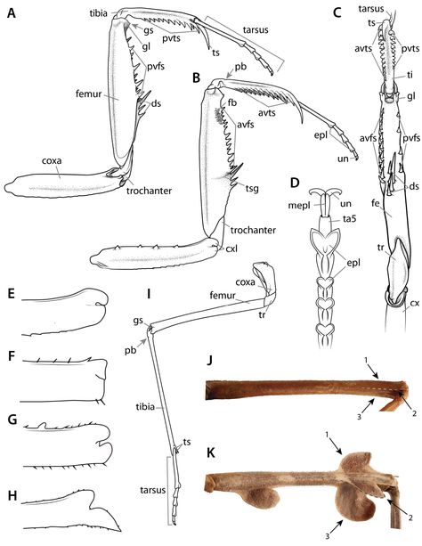 Manual of praying mantis morphology, nomenclature, and practices (Insecta, Mantodea) Praying Mantis Anatomy, Praying Mantis Oc, Mantis Anatomy, Diy Insects, Pray Mantis, Insect Anatomy, Wings Sketch, Orchid Mantis, Insect Wings