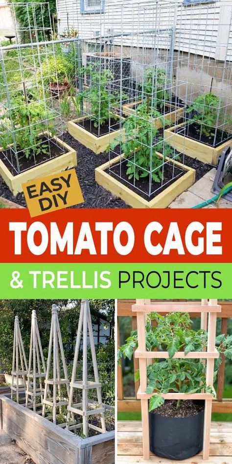 Trellis For Tomatoes, Diy Tomato Cage, Tomato Support, Tomato Growers, Growing Vegetables In Pots, Tomato Trellis, Varieties Of Tomatoes, Trellis Ideas, Outdoor Trellis