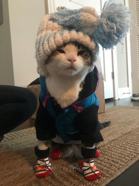 My cat enjoys the snow. We have to make sure shes warm! Cute Cats Dressed Up, Cat Winter Clothes, Winter Pics Aesthetic, Outfits For Cats, Cat In Clothes, Cats In Sweaters, Cat In The Snow, Cat In Snow, 2018 Aesthetic