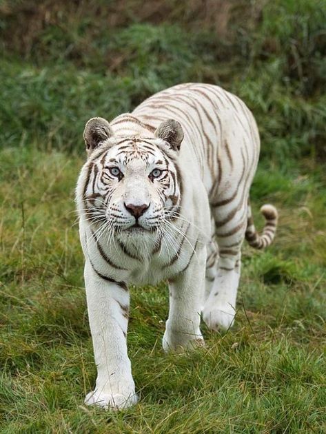 Tiger Fotografie, Rare Albino Animals, Tiger Photography, White Tigers, Tiger Love, Clouded Leopard, Albino Animals, Tiger Pictures, Wild Tiger