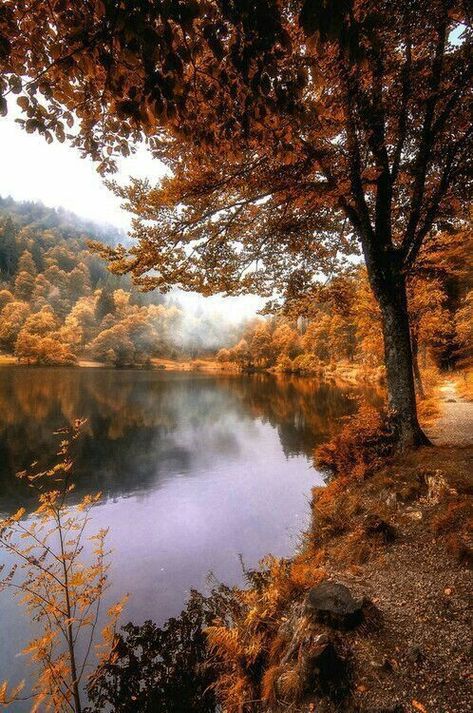 autumn lake Nature, Trees, Heart Sign, In The Fall, The Fall, We Heart It, Around The Worlds, Country Roads, Lake