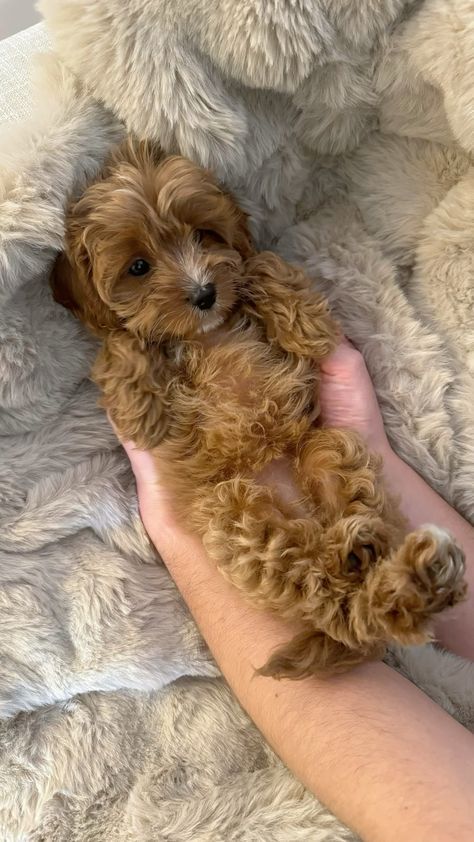 Puppy Small Breed, Cute Dogs To Get, Cava Poo Puppies, Cute Cavapoo Puppies, Cavapoo Mini, Teddy Bear Cut Cavapoo, Puppy Cute Aesthetic, Cavapoo Full Grown, Bichpoo Puppies