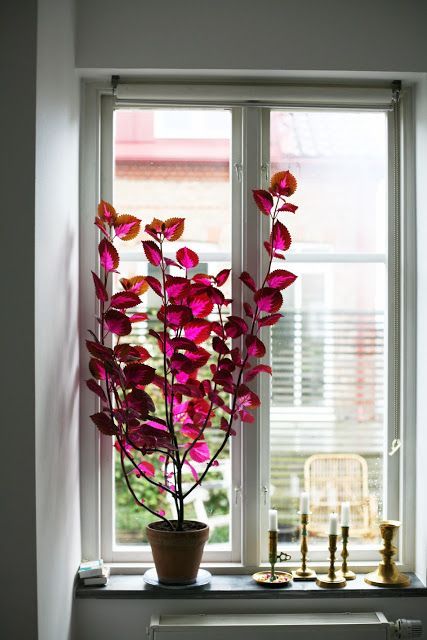 Window Sill, Indoor Plants, Design Inspiration, Plants, Design