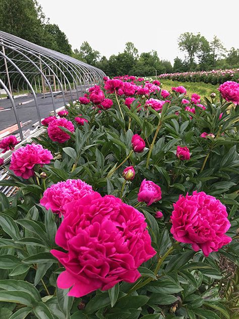 Peony Roots – Page 2 – Green Garden Farm How To Plant Peony Roots, Kansas Peony, Red Peony Flower, Peonies Red, Peony Farm, Garlic Seeds, Itoh Peonies, Peony Root, Long Vase