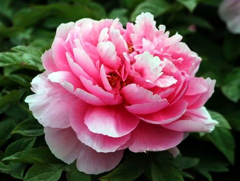 Rosa China, Paeonia Lactiflora, Flower Pot Garden, Peonies Garden, Patio And Garden, Perennial Garden, Seed Starting, Peony Flower, Planting Seeds